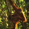 Paul Nevin Indonesia Photo Orangutang Leuser National Park